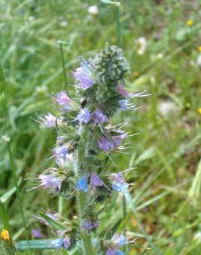 Fotografia 4 da espécie Echium lusitanicum subesp. lusitanicum no Jardim Botânico UTAD