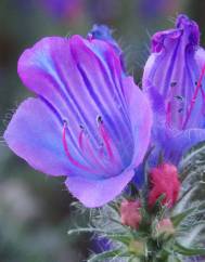 Echium plantagineum