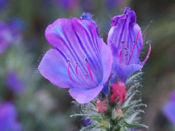 Fotografia da espécie Echium plantagineum