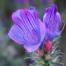 Fotografia 1 da espécie Echium plantagineum do Jardim Botânico UTAD