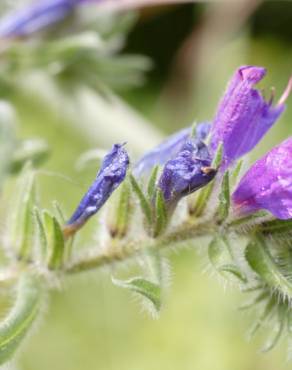 Fotografia 3 da espécie Echium plantagineum no Jardim Botânico UTAD