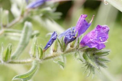 Fotografia da espécie Echium plantagineum