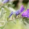 Fotografia 3 da espécie Echium plantagineum do Jardim Botânico UTAD