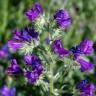 Fotografia 5 da espécie Echium plantagineum do Jardim Botânico UTAD