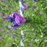 Fotografia 6 da espécie Echium plantagineum do Jardim Botânico UTAD