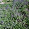 Fotografia 7 da espécie Echium plantagineum do Jardim Botânico UTAD