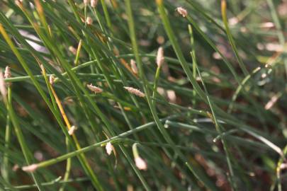 Fotografia da espécie Eleocharis palustris subesp. palustris