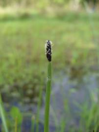 Fotografia da espécie Eleocharis palustris subesp. palustris