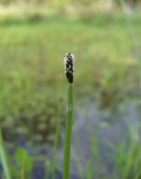 Fotografia 5 da espécie Eleocharis palustris subesp. palustris no Jardim Botânico UTAD