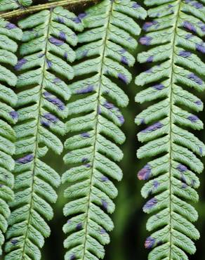 Fotografia 2 da espécie Dryopteris affinis subesp. borreri var. borreri no Jardim Botânico UTAD