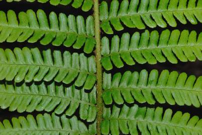 Fotografia da espécie Dryopteris affinis subesp. borreri var. borreri