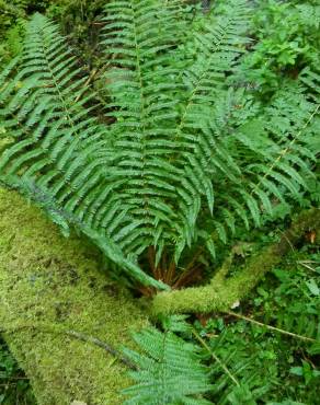 Fotografia 4 da espécie Dryopteris affinis subesp. borreri var. borreri no Jardim Botânico UTAD