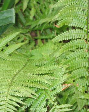 Fotografia 5 da espécie Dryopteris affinis subesp. borreri var. borreri no Jardim Botânico UTAD