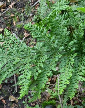 Fotografia 1 da espécie Dryopteris dilatata no Jardim Botânico UTAD