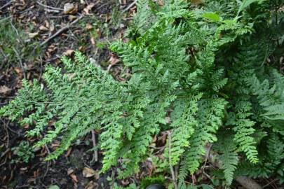 Fotografia da espécie Dryopteris dilatata