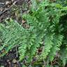 Fotografia 1 da espécie Dryopteris dilatata do Jardim Botânico UTAD