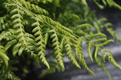 Fotografia da espécie Dryopteris dilatata