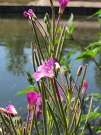 Fotografia da espécie Epilobium hirsutum