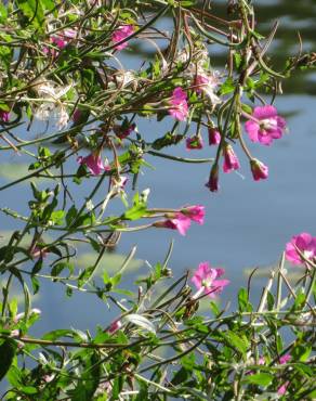 Fotografia 3 da espécie Epilobium hirsutum no Jardim Botânico UTAD