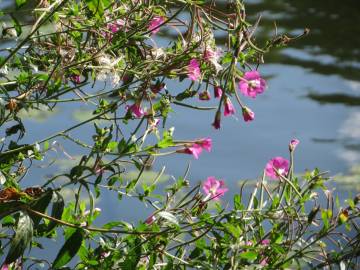 Fotografia da espécie Epilobium hirsutum