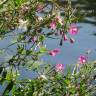 Fotografia 3 da espécie Epilobium hirsutum do Jardim Botânico UTAD