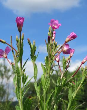 Fotografia 4 da espécie Epilobium hirsutum no Jardim Botânico UTAD