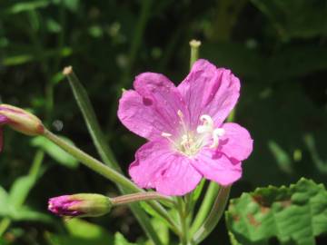 Fotografia da espécie Epilobium hirsutum