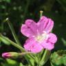 Fotografia 5 da espécie Epilobium hirsutum do Jardim Botânico UTAD