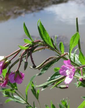 Fotografia 6 da espécie Epilobium hirsutum no Jardim Botânico UTAD