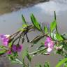 Fotografia 6 da espécie Epilobium hirsutum do Jardim Botânico UTAD