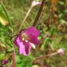 Fotografia 7 da espécie Epilobium hirsutum do Jardim Botânico UTAD