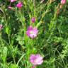 Fotografia 8 da espécie Epilobium hirsutum do Jardim Botânico UTAD