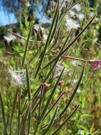 Fotografia da espécie Epilobium hirsutum