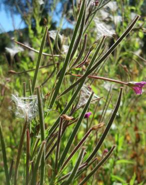 Fotografia 9 da espécie Epilobium hirsutum no Jardim Botânico UTAD