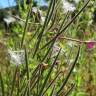 Fotografia 9 da espécie Epilobium hirsutum do Jardim Botânico UTAD