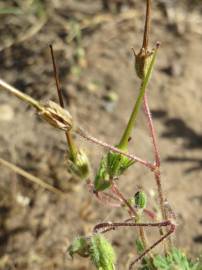 Fotografia da espécie Erodium cicutarium subesp. cicutarium