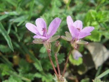 Fotografia da espécie Erodium cicutarium subesp. cicutarium