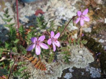 Fotografia da espécie Erodium cicutarium subesp. cicutarium