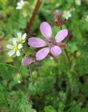 Fotografia 9 da espécie Erodium cicutarium subesp. cicutarium no Jardim Botânico UTAD