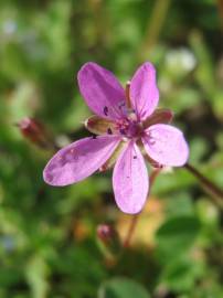 Fotografia da espécie Erodium cicutarium subesp. cicutarium