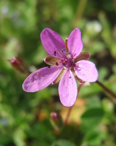 Fotografia de capa Erodium cicutarium subesp. cicutarium - do Jardim Botânico