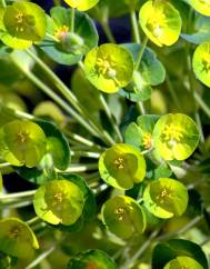 Euphorbia amygdaloides subesp. amygdaloides