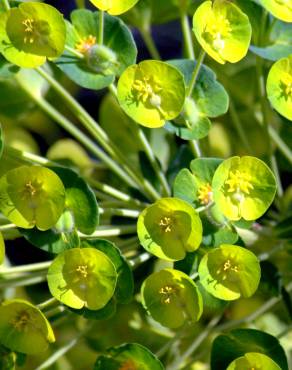 Fotografia 1 da espécie Euphorbia amygdaloides subesp. amygdaloides no Jardim Botânico UTAD