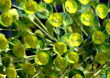 Fotografia da espécie Euphorbia amygdaloides subesp. amygdaloides