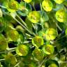 Fotografia 1 da espécie Euphorbia amygdaloides subesp. amygdaloides do Jardim Botânico UTAD