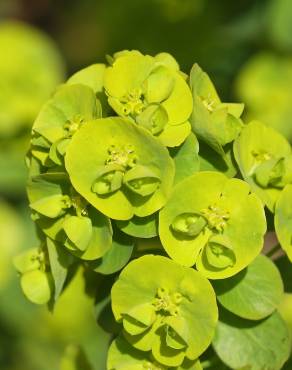 Fotografia 3 da espécie Euphorbia amygdaloides subesp. amygdaloides no Jardim Botânico UTAD