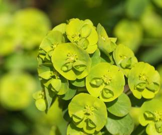 Fotografia da espécie Euphorbia amygdaloides subesp. amygdaloides