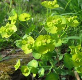 Fotografia da espécie Euphorbia amygdaloides subesp. amygdaloides