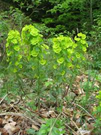 Fotografia da espécie Euphorbia amygdaloides subesp. amygdaloides