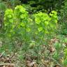 Fotografia 5 da espécie Euphorbia amygdaloides subesp. amygdaloides do Jardim Botânico UTAD